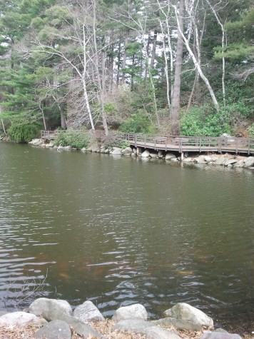 Duck Pond at Stanley Park