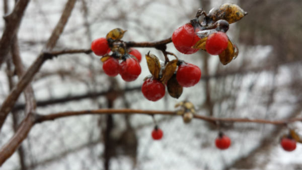 Holly Berries in Ludlow