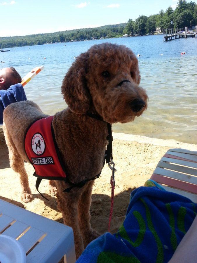 Labradoodle+Provides+Service+and+Support
