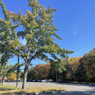 Juniors' Parking Predicament: The Phantom that is Veteran's Park Elementary School