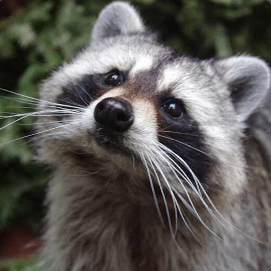 Fur and Fury: The Slaughter of Raccoon by Fire Commissioner
