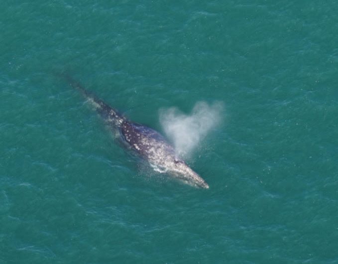 Extinct Gray Whale Viewed Off Nantucket Coast