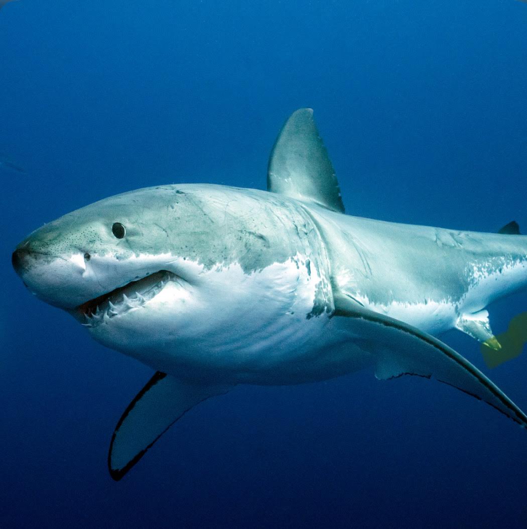 Shark Attacks: A Concerning Trend or Mass Hysteria?